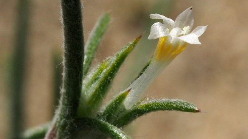 Harwood's woollystar (Eriastrum harwoodii)