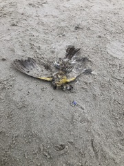 Cardellina canadensis