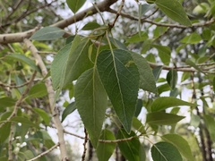 Populus × hinckleyana