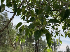 Populus × hinckleyana