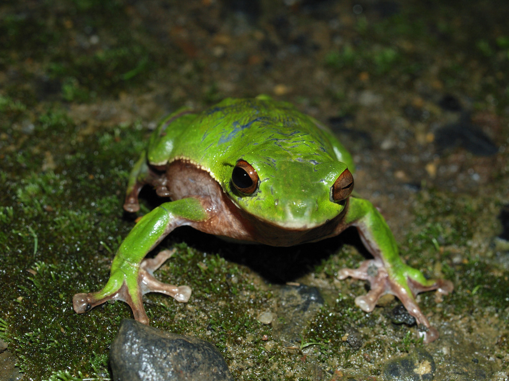 Chenfu's Treefrog