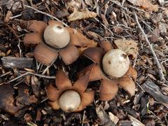 Geastrum saccatum