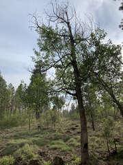 Populus × hinckleyana