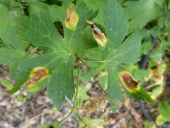 Puccinia pelargonii-zonalis