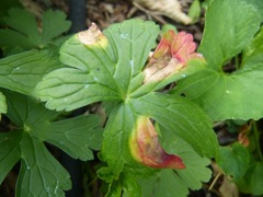 Puccinia pelargonii-zonalis