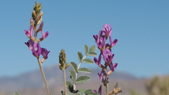 Astragalus lentiginosus borreganus