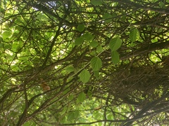 Schisandra chinensis