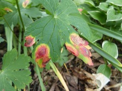 Puccinia pelargonii-zonalis