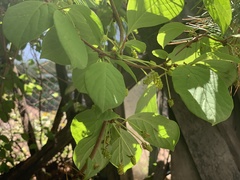 Schisandra chinensis