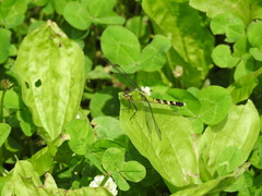 Erythemis simplicicollis