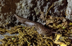 Limax maximus