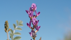 Astragalus lentiginosus borreganus