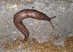 Limax maximus