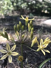 Triteleia ixioides