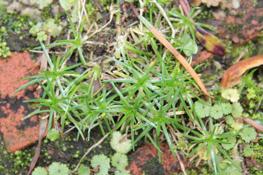 Procumbent Pearlwort from Highlands Park, New Plymouth, New Zealand on