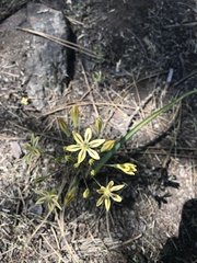 Triteleia ixioides