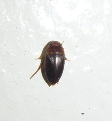 Copelatus caelatipennis