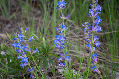 Penstemon cyaneus