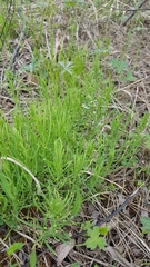 Thesium repens