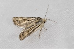Agrotis daedalus