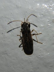 Pseudopachybrachius basalis