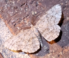 Hypomecis umbrosaria