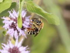 Eucera hamata