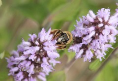 Eucera hamata