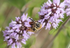 Eucera hamata