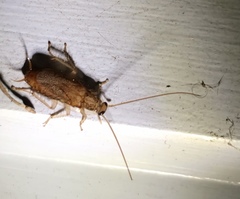 Parellipsidion latipenne