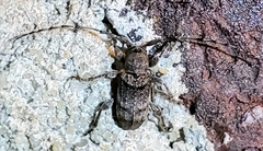 Ecyrus dasycerus