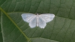 Hydrelia albifera