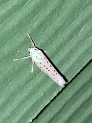 Yponomeuta multipunctella