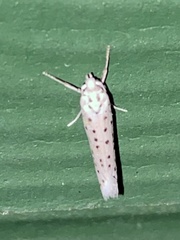 Yponomeuta multipunctella