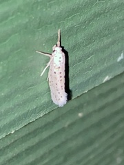 Yponomeuta multipunctella