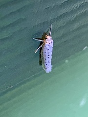 Yponomeuta multipunctella