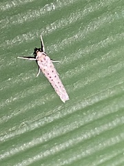 Yponomeuta multipunctella