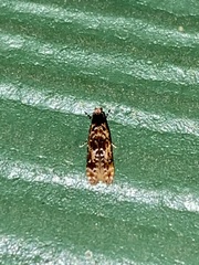 Tineidae clade b