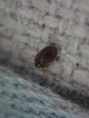 Mesocoelopodinae