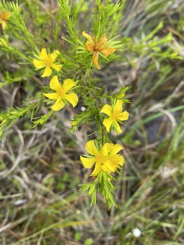 Peelbark St. Johnswort (Hypericum fasciculatum)