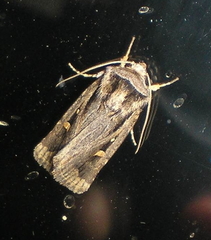 Proteuxoa chrysospila