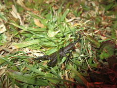 Opisthacanthus validus