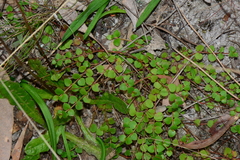 Gonocarpus micranthus micranthus