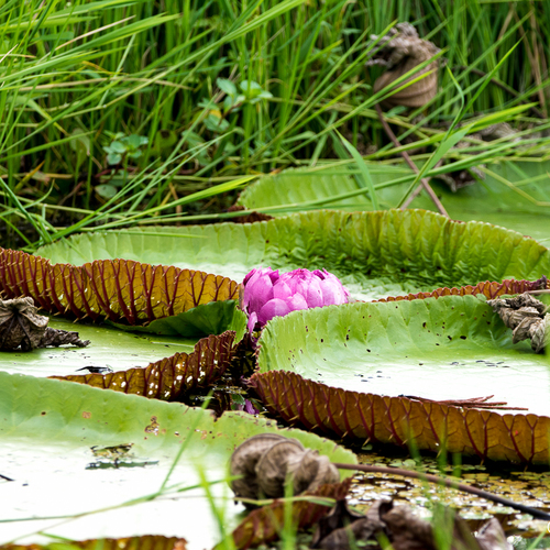 Victoria amazonica