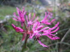 Nerine