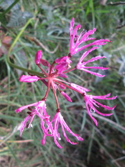 Nerine