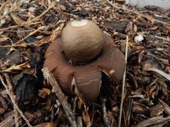 Geastrum saccatum