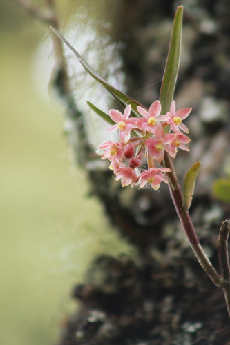 Oxysepalum Orchid