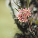 Epidendrum oxysepalum - Photo (c) GERMAN LEONEL SARMIENTO CRUZ, algunos derechos reservados (CC BY), subido por GERMAN LEONEL SARMIENTO CRUZ