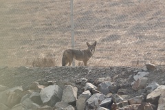 Canis latrans